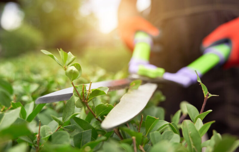 Male hands cutting bushes with big scissors.
